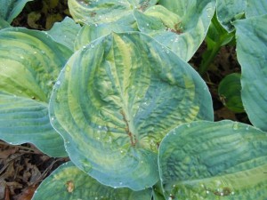 Giantland Hosta Seedling