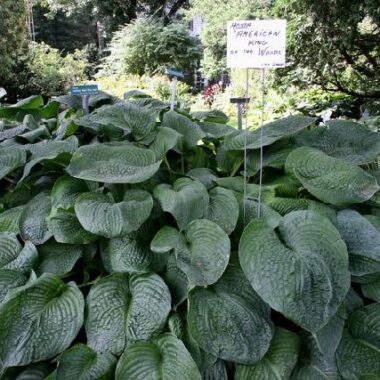 American King of the Woods Hosta