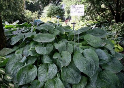 American King of the Woods Hosta