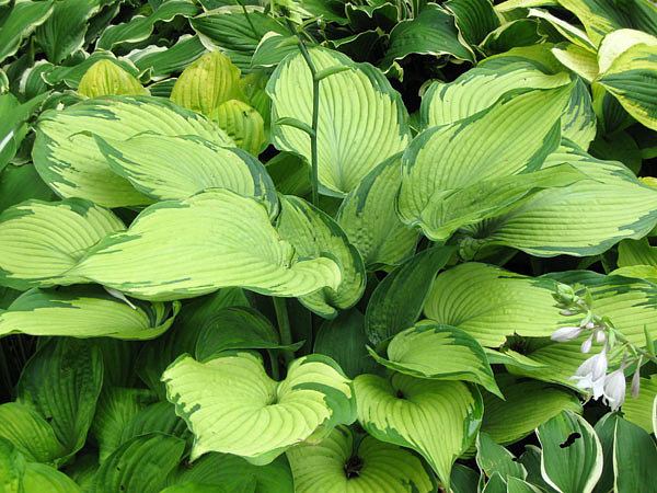 Beckoning Hosta in Garden