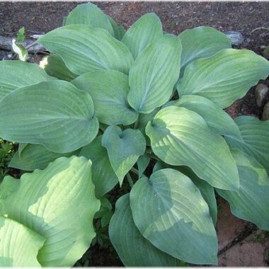 Blue Haired Lady Hosta