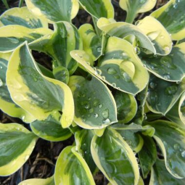 Frosted Mouse Ears Hosta