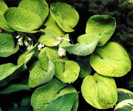 Gold Cup Hosta