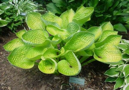 Golden Teacup Hosta