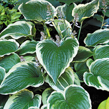 Gone With the Wind Hosta