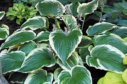 Gone With the Wind Hosta