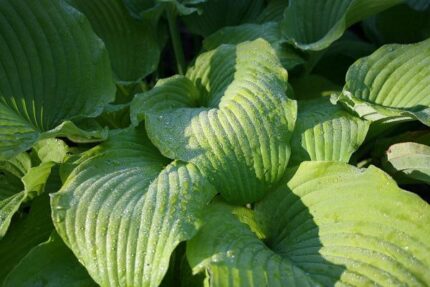 Great Lakes Gold Hosta