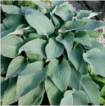Mad About Blue Hosta