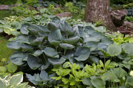 Nate The Great Hosta