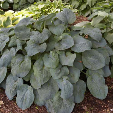 Quilted Hearts Hosta
