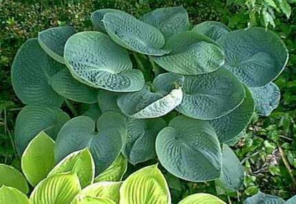 Sea Lotus Leaf Hosta
