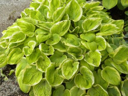 Spellbound Hosta