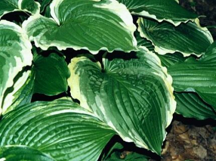 Spring Fling Hosta