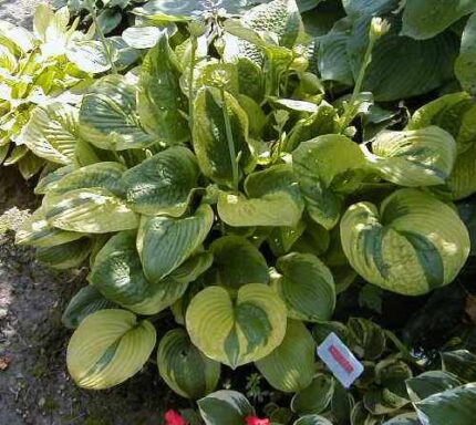 Unforgettable Hosta