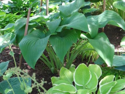 Spirit of St Louis Hosta