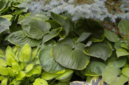 Tiffney's Godzilla Hosta