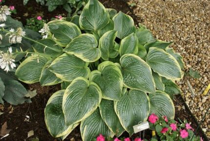 Unchained Melody Hosta