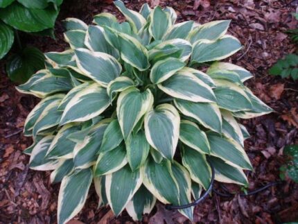 Wolverine Hosta